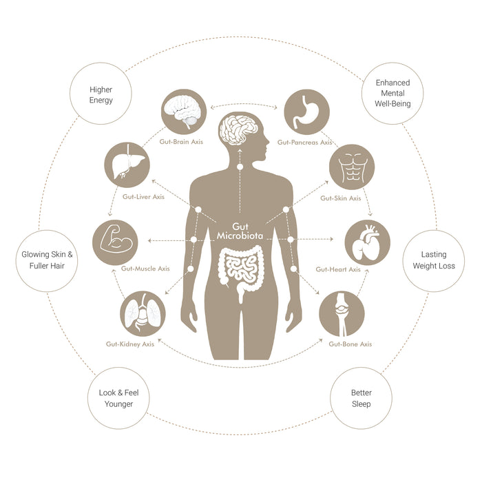Body Gut Graph The Science